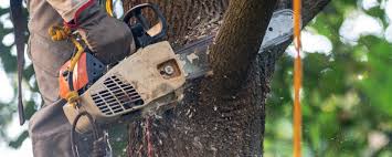 Best Tree Risk Assessment  in Berryville, AR