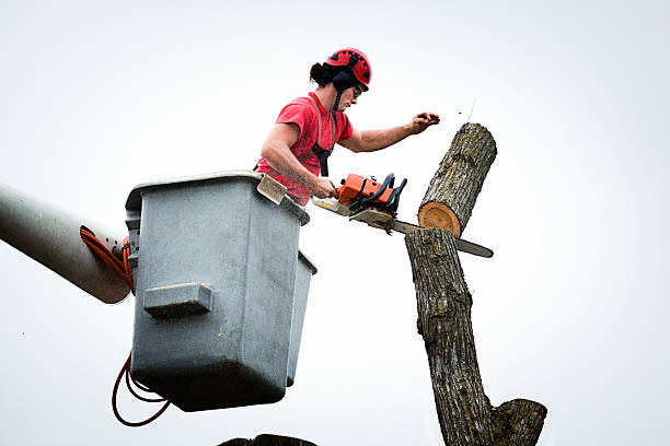 Best Hedge Trimming  in Berryville, AR